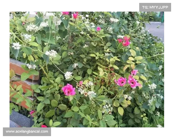 普通人蜕变为传奇的心灵修炼与成长之路全攻略